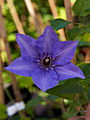 Clematis King Sing Blue IMG_7159 Powojnik